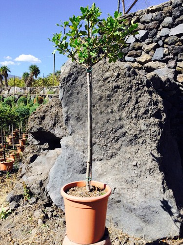 Agrifoglio ilex aquifolium - ilex,