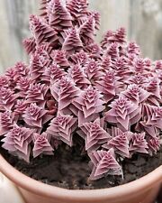 Sale2213 Crassula Perforata