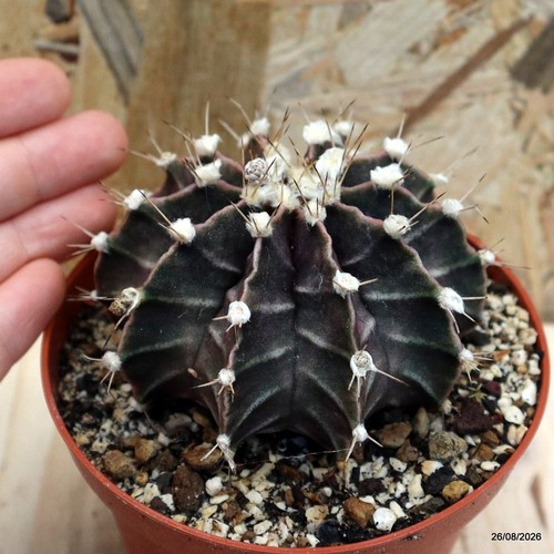 Gymnocalycium mihanovichii