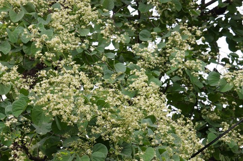 Semi bauhinia retusa - 5,
