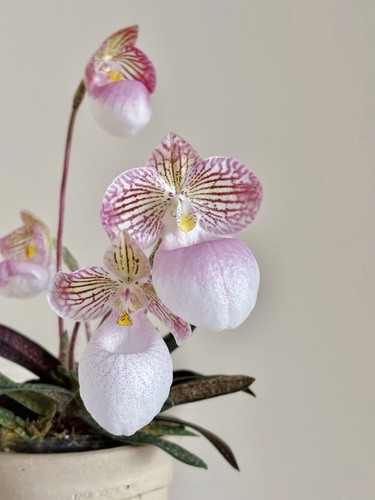Paphiopedilum micranthum 2 - micranthum, #2
