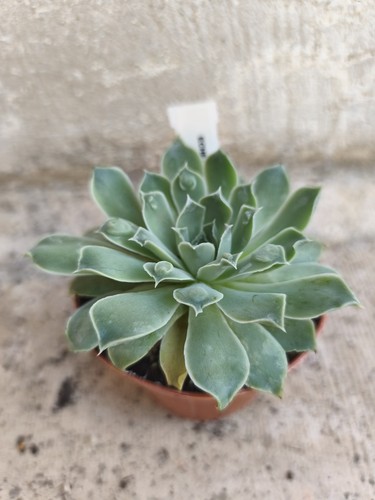 Echeveria secunda glauca pøt - secunda,