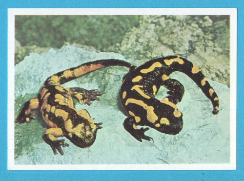 Animali tutto il - animali,