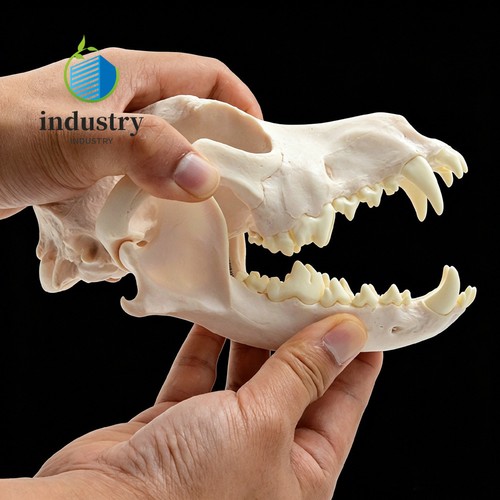 Modello teschio cane adulto