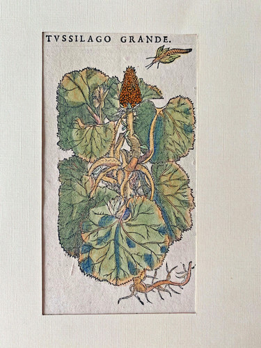 Mattioli xilografia 1500 - xilografia,