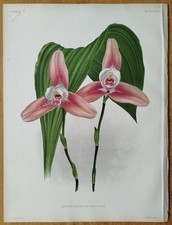 Tiglio Lindenia stampa