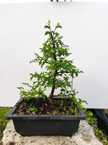 Bonsaï olmo ulmus minor - bonsaï, 5