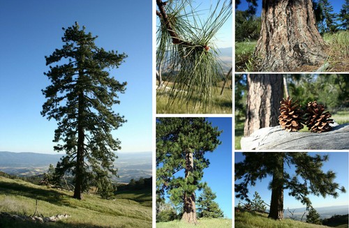 Pinus ponderosa pino giallo - pinus,