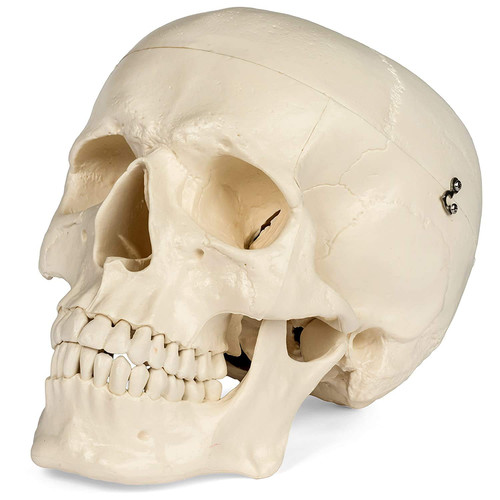 Modello teschio anatomico - modello,