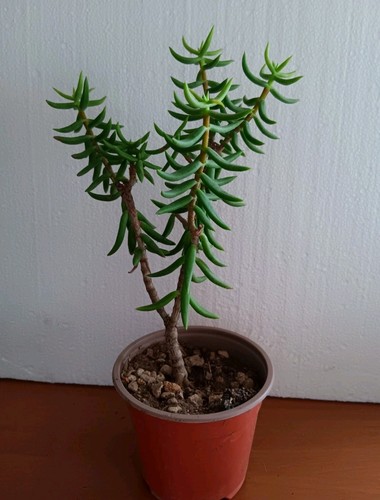 Crassula tetragona altezza - altezza, 21