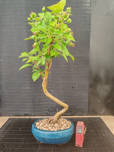Bonsai melo h 45 cm - melo,