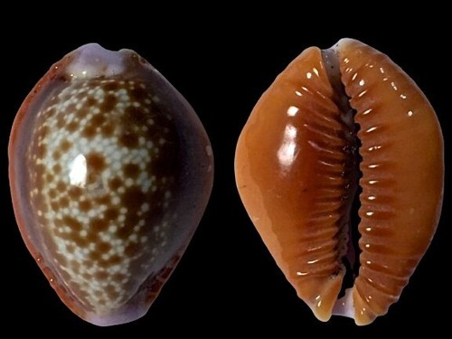 Cypraea helvola argella diego - cypraea,