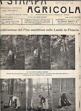 STAMPA AGRICOLA PINO MARITTIMO RESINA LANDE GUASCOGNA 1913 9