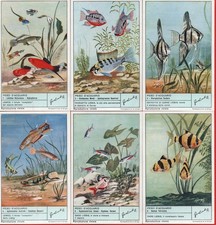 FIGURINE LIEBIG SERIE COMPLETA N°1780 PESCI D'ACQUARIO ANNO 1962
