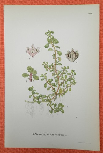 Quendel paludoso lythrum - quendel,