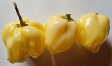 7Pot White Polvere Peperoncino