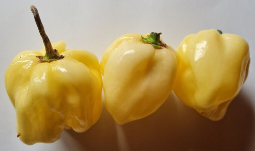 7pot white polvere peperoncino - 7pot,