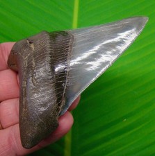 Dente squalo megalodonte - dente, di