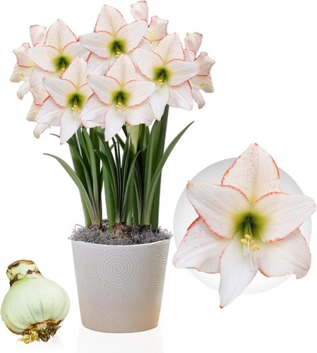 Bulbi amaryllis picotee - amaryllis,