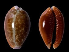 Cypraea helvola fort dauphin - cypraea,