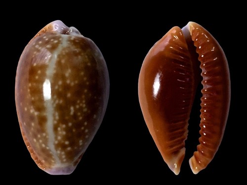 Cypraea helvola fort dauphin - helvola,,
