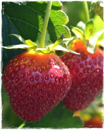 Pianta fragola rifiorente a - pianta, di