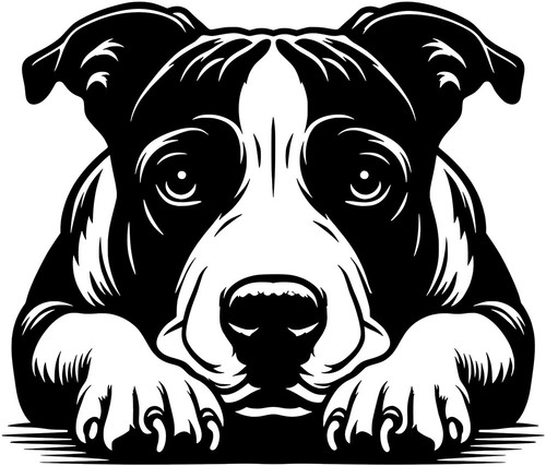 Adesivo american staffordshire - adesivo,