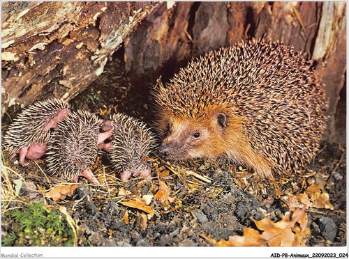 Aidp8 animali 0695 riccio - aidp8-animali-0695,