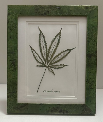 Cannabis sativa leaf - sativa, lines
