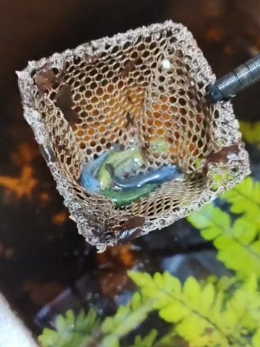 Green betta alien femmina - betta,