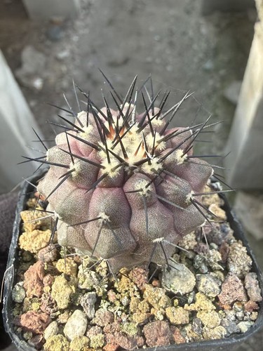 Vendita rarepiante succulente - rarepiante,