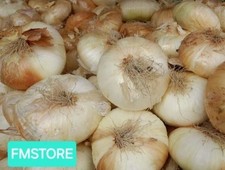 50 SEMI DI CIPOLLA GIARRATANA