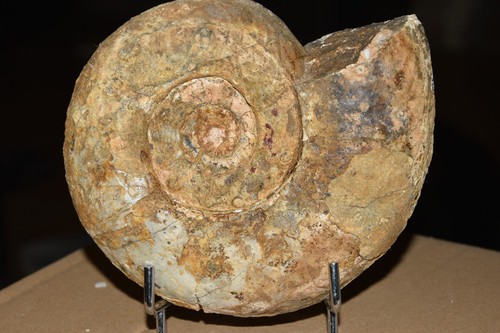 Géante ammonite distichites - géante,