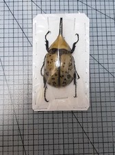  Dynastinae: Dynastes hyllus