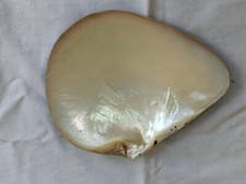 RARA GRANDE CONCHIGLIA