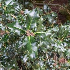 Agrifoglio di Meserva Blue