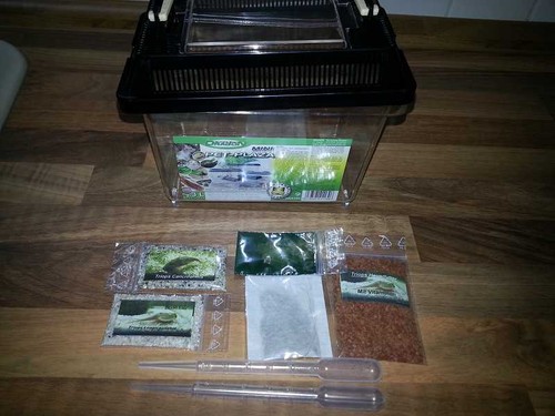 Triops longicaudatus - triops,