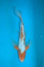 14" Butterfly Gorromo Koi Carp