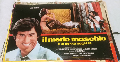 Merlo maschio lando - merlo,