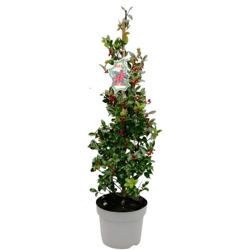 Ilex meserveae heckenblau - ilex,