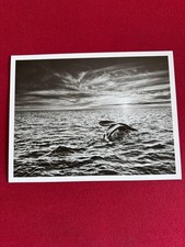 Sebastião Salgado - Valdés Peninsula, Argentina (Genesis, 2004)