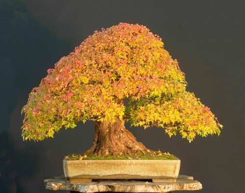 Acer buergerianum acero - buergerianum,