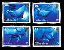 Gibraltar 2006 Giant Devil Ray