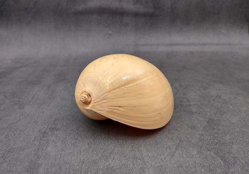 Large indian melo - large, volute