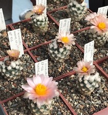 Pediocactus winkleri RP132 -