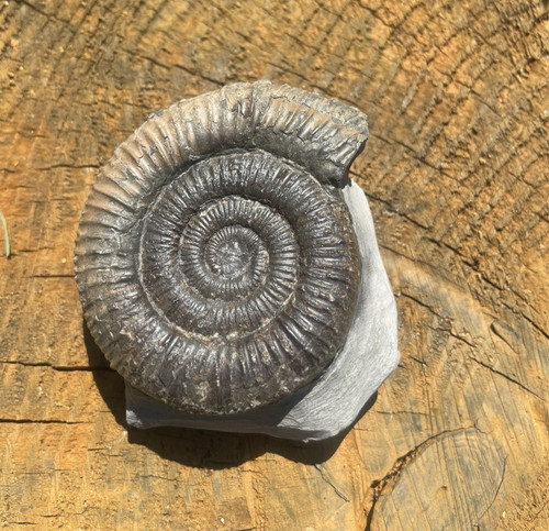 Dactylioceras ammonite fossil - dactylioceras,