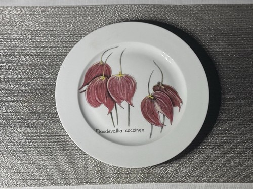 Bernardaud limoges masdevallia - bernardaud,