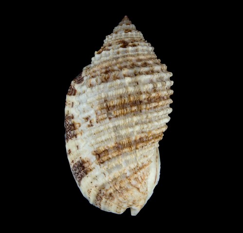 Conchiglia 136 morum grande - conchiglia,
