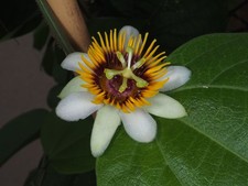 10 semi di fiore della