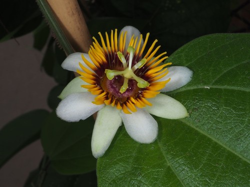 Semi fiore della - 10,